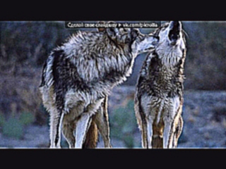 «Со стены Волк - Одиночка» под музыку Мурат Тхагалегов - Волки умирают в одиночку (New 2013). Picrolla 