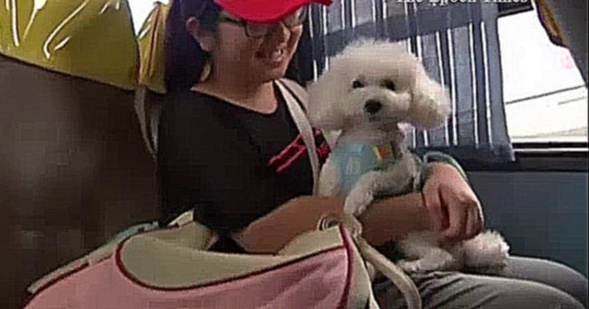 В Гонконге запустили автобус для собак