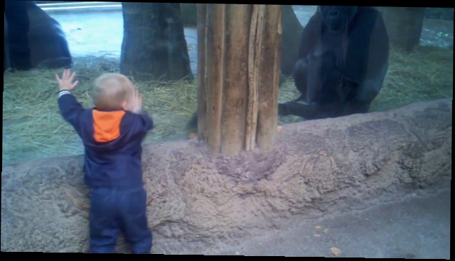 Ребенок играет в прятки с малышом гориллы 