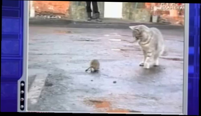 кот vs крыса Сам Себе Режиссер 