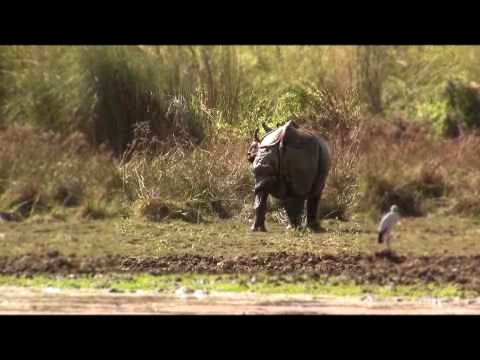 Greater One-horned Indian Rhino, Nepal. Индийский носорог; Непал polozov2235