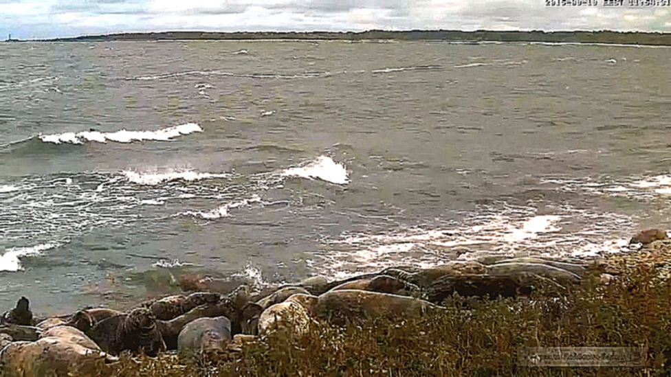 Балтика море серые тюлени и чайки Эстония заповедник шторм и осеньbandicam 2015-09-19 11-54-07-275 