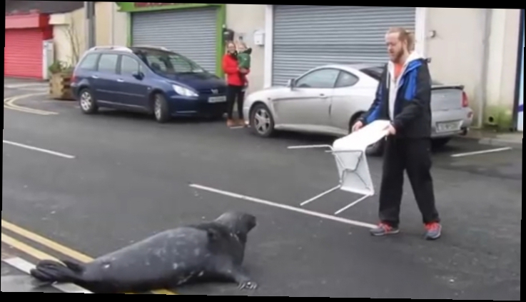 Sammy The Seal  Тюлень шлепает за рыбой в кафе: видео 