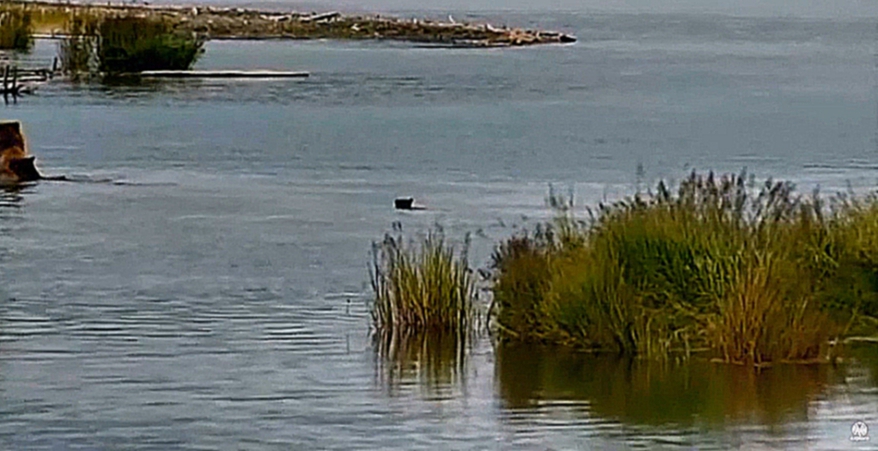   Аляска: Медведица плывет с медвежонком на спине Alaska She-bear swims - cub on her back 