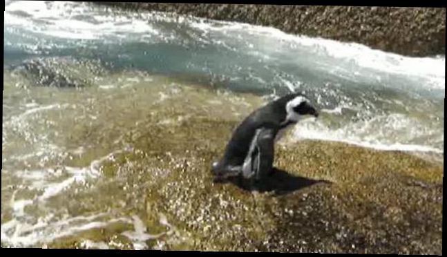 кейптаунские пингвины 