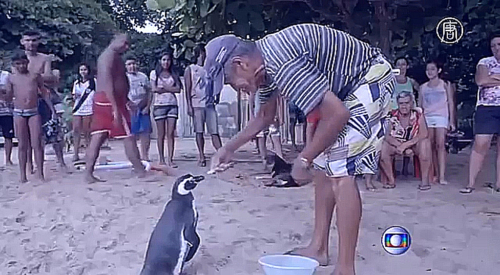 Бразилец спас пингвина, и теперь он приплывает каждый год 