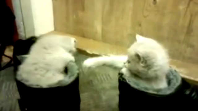 смешное видео funny cats приколы про котов - коты в сапогах 
