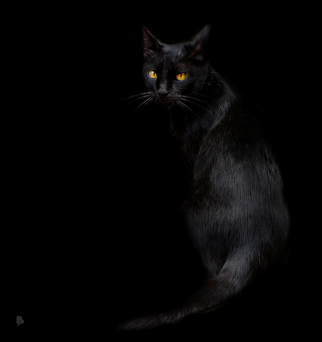 Андрей Миронов - Песня чёрного кота 