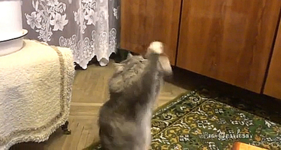 Котик танцует 