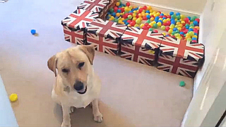 Самодельный бассейн с шариками для собаки