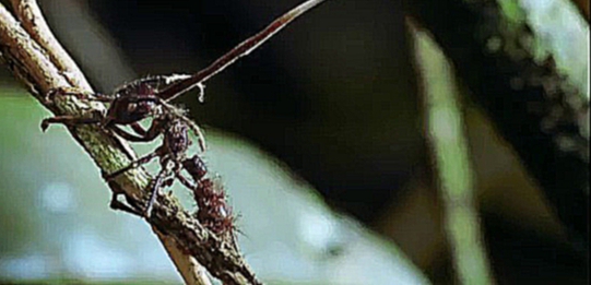 Как кордицепс разрушает мозг муравья