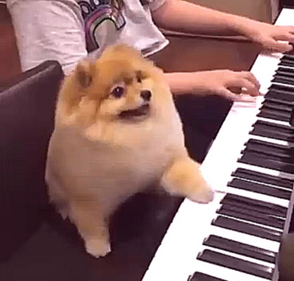 Шпиц играет на пианино