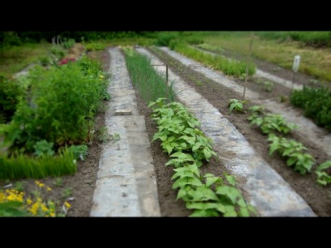Как сделать дорожки в огороде - Ленивый огород