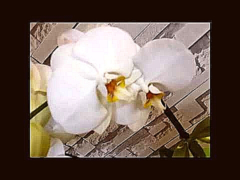 İki kök dal beyaz orkide.white orchid