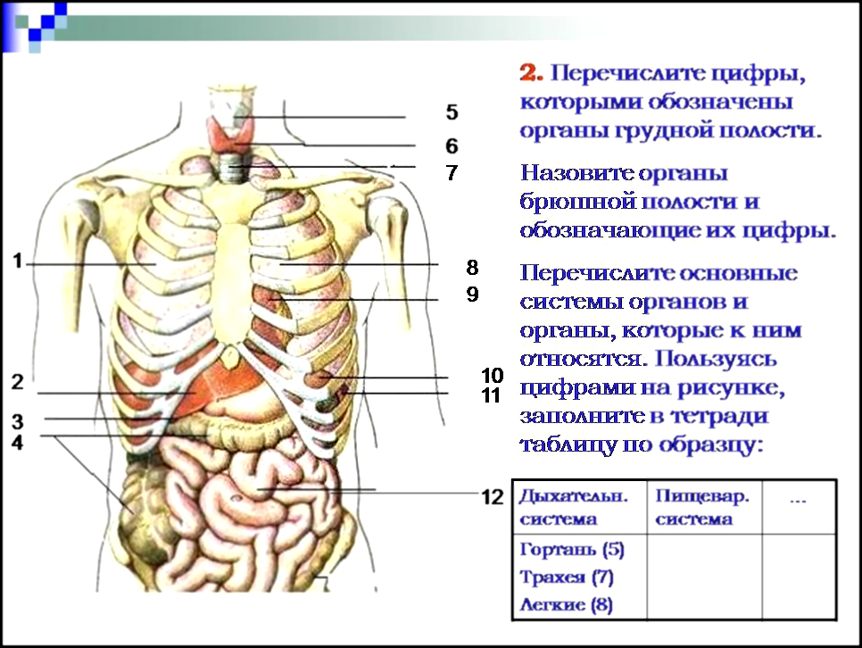 фото органов человека