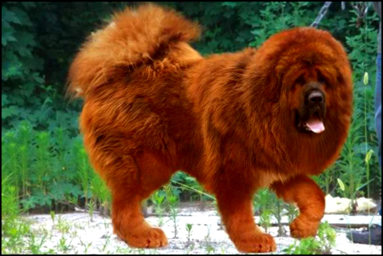 красный тибетский мастиф, Домашние животные, Млекопитающие и Собаки.