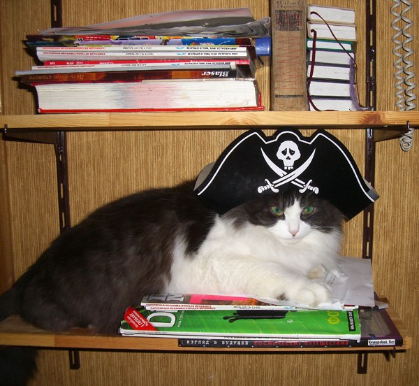 Я уважаю пирата - А я уважаю кота