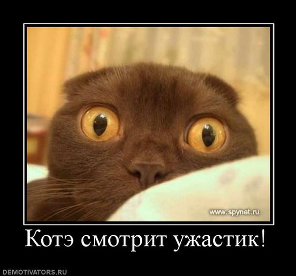 Кошка Сашка - Мелодия северного ветра (Челябинск)(