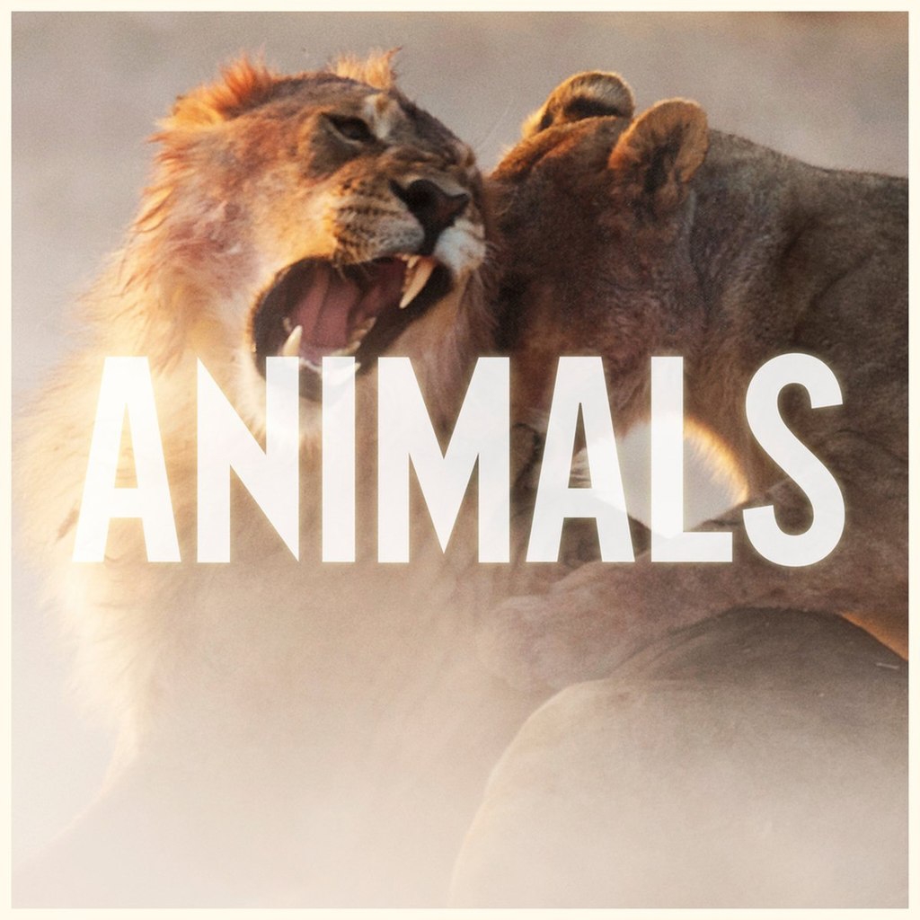 Maroon 5 - Animals (CDQ)