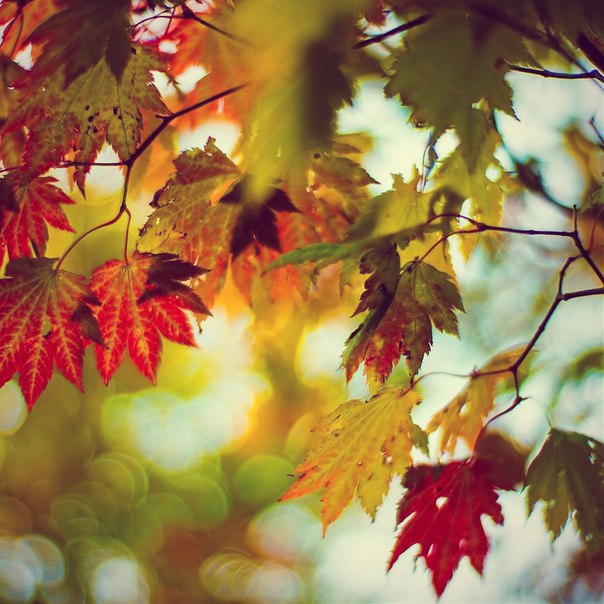 Nat King Cole - Autumn Leaves -ost-осенние листья