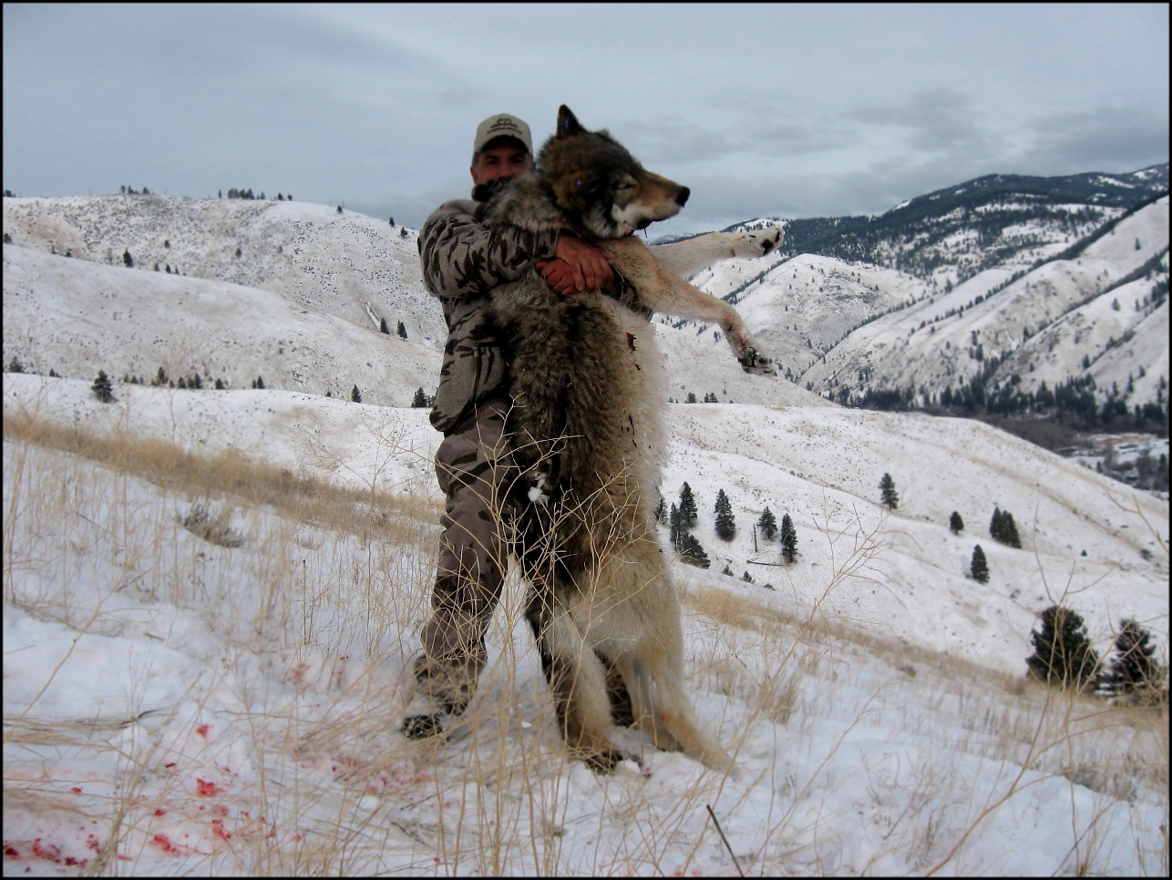 охота на волков