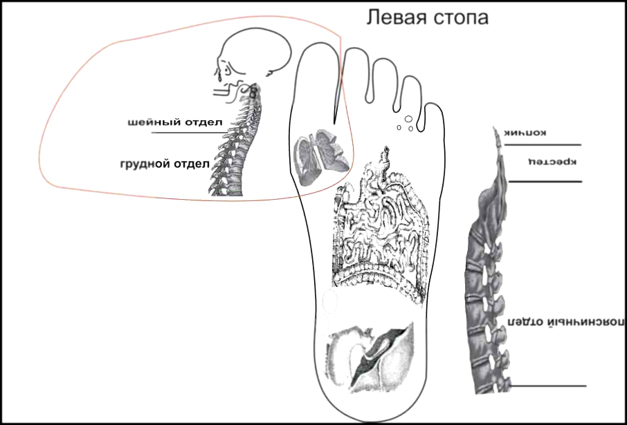 проекции внутренних органов человека на ступни