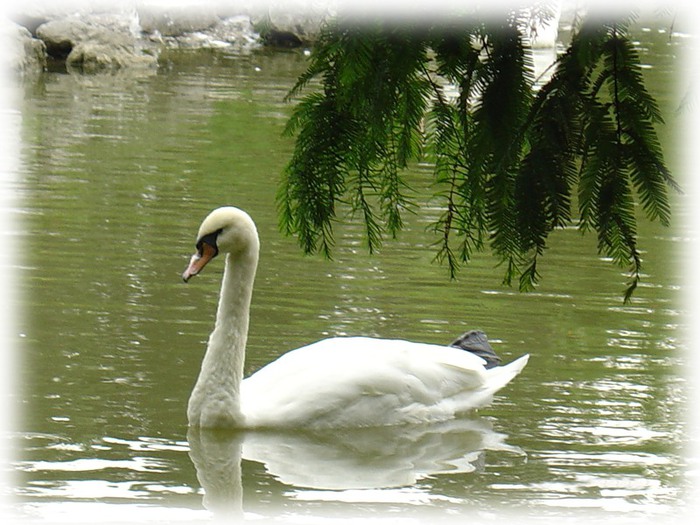 Шансон - Белый лебедь на пруду