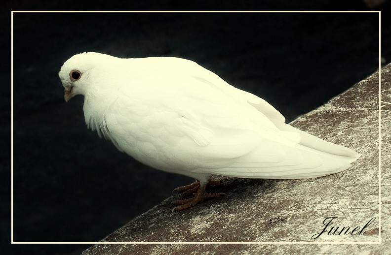 скорпионс - Fly with the wind (White Dove)