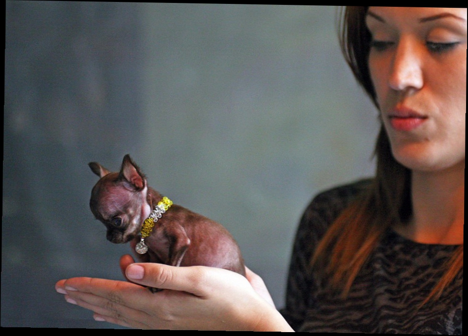 Milly the Micro Mutt - самая маленькая собачка в