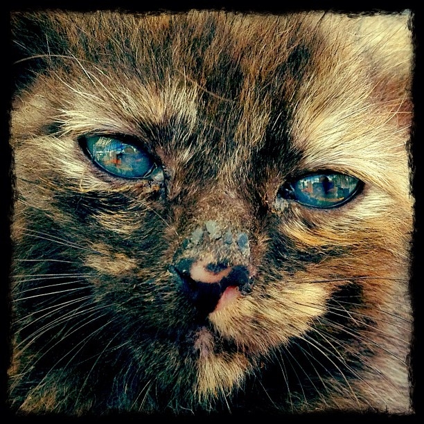 Учится любить как уродливый бедный котик - Уродливый кот