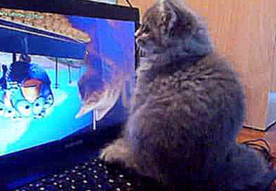 Кот смотрит, как кот смотрит мультик