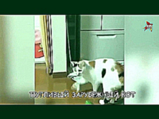 Русский кот огурцов не боится! Он их ест!