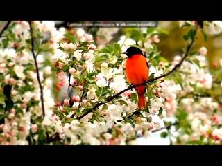 «фотографии о природе» под музыку Вивальди Антонио - Времена года. Весна - Allegro. Picrolla 