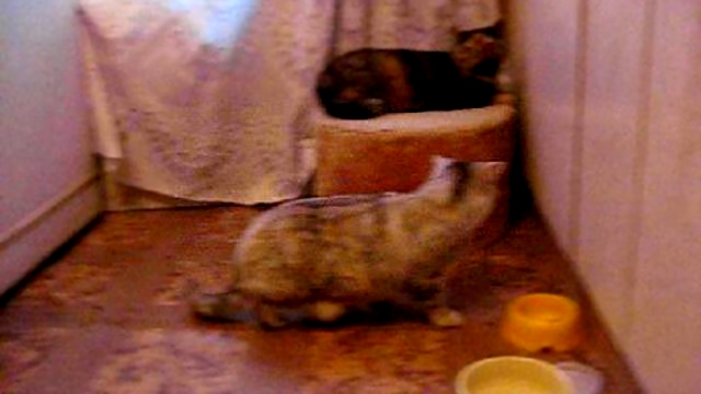 британские кошки Мон Ами (495) 314-9903, 313-1176, 8-926-224-2365 