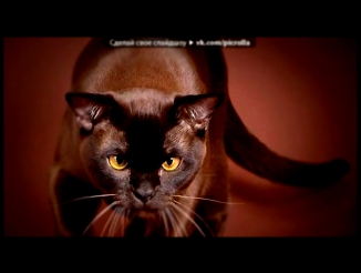 «Красивые фото котов из просторов сети» под музыку Марсель - Ты Только Моя . Picrolla 