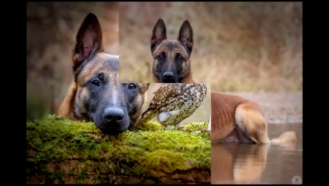   Сова и собака лучшие друзья 