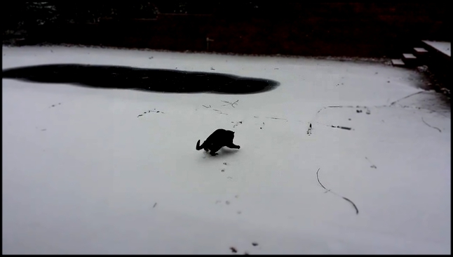 Кошкин первый снег  