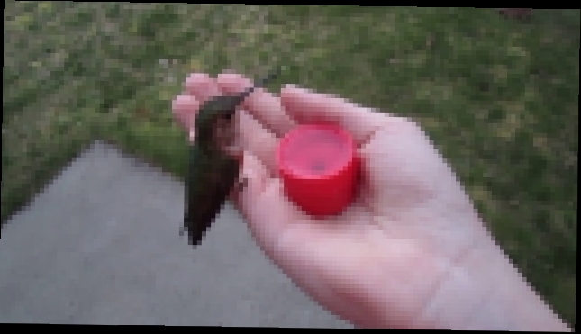 Feeding Hummingbirds by Hand