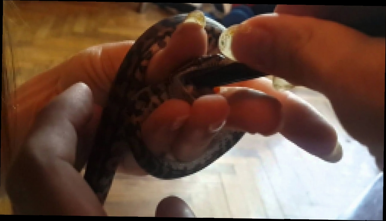 как кормить молодого питона  how to feed a young python 