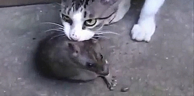Кот и огромная крыса, детям не смотреть