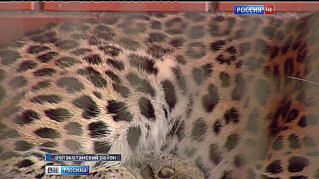 В Московский зоопарк из Владивостока приехал дальневосточный леопард Николай 