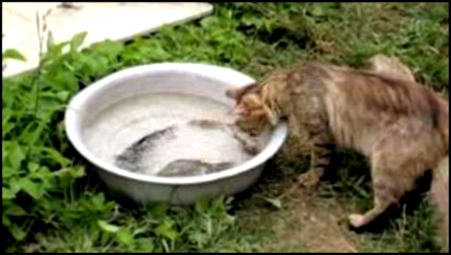 Кот  Марсик и рыба (рыба - в тазике) 