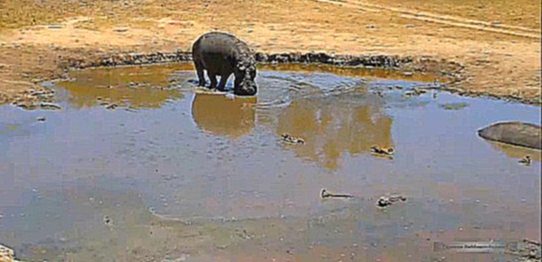 Бегемоты 02. Зебры разбудили Hippo First и он обнаружил нового соседа в своей луже 