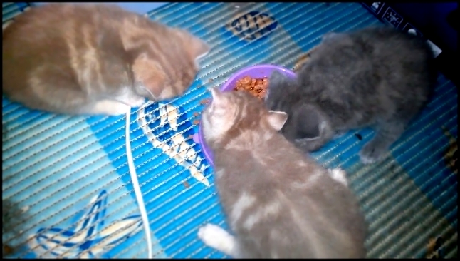 Чем кормить котенка ⁄ Feeding Kittens  What, When, How Much