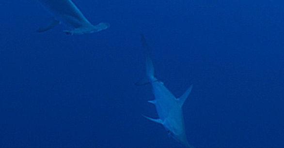 Встреча с акулами на рифе Дедалус 