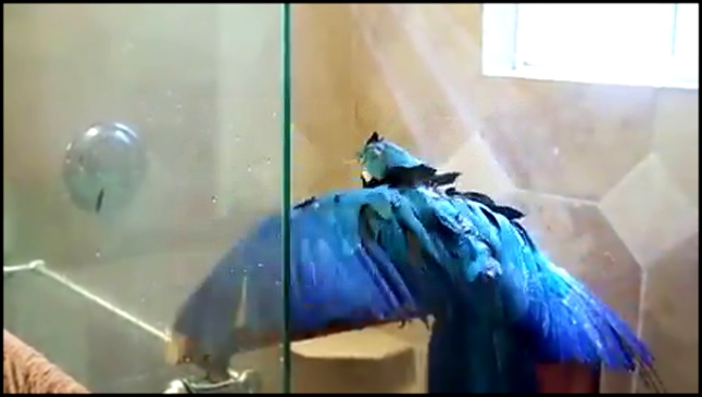 Попугай Ара принимает душ и кайфует  100 