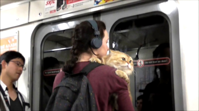 кот в метро, милые животные, котики,  забавные животные, милые питомцы, pet, ведео с животными, 