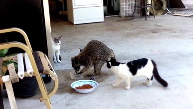 Енот ворует еду у котят 