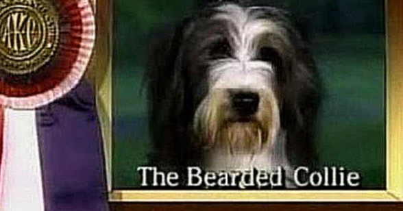Bearded Collie Story 
