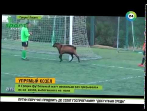 Упрямый козел играет в футбол  Прикол из жизни